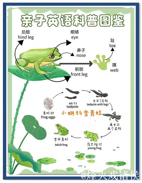 蝌蚪一窝：水下生命的小世界揭秘